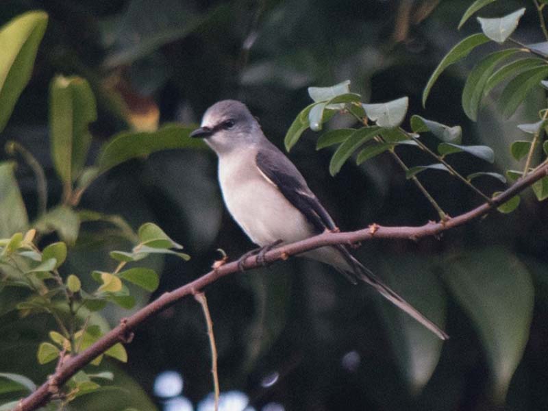 Birds of South East Asia