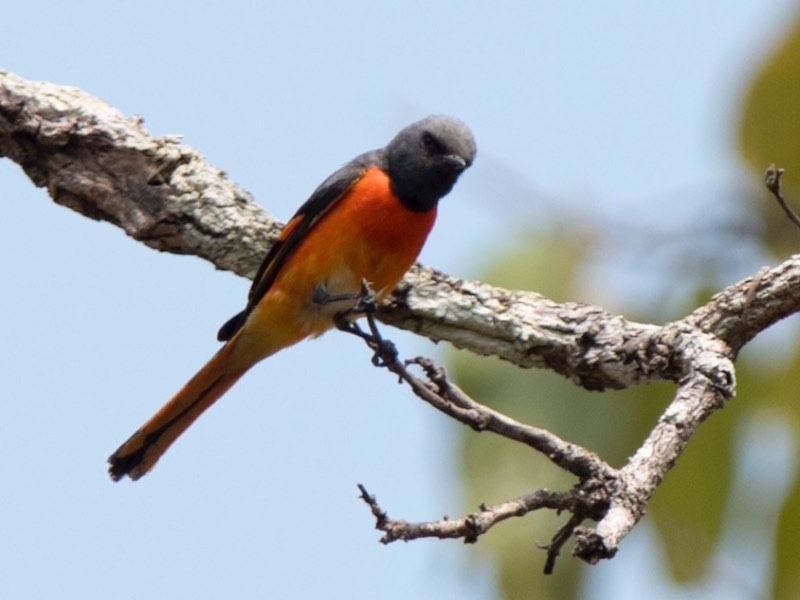 Birds of South East Asia