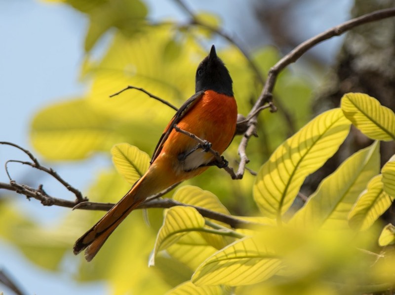 Birds of South East Asia