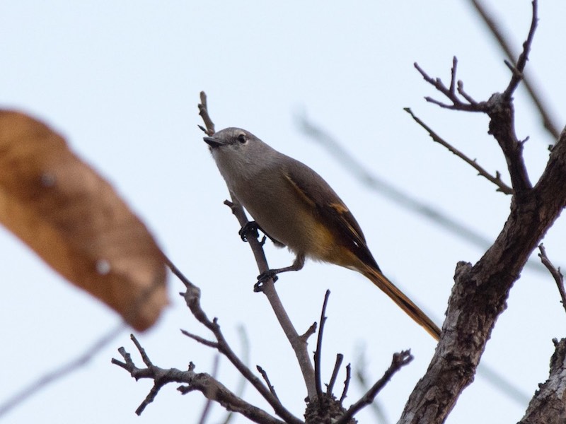 Birds of South East Asia
