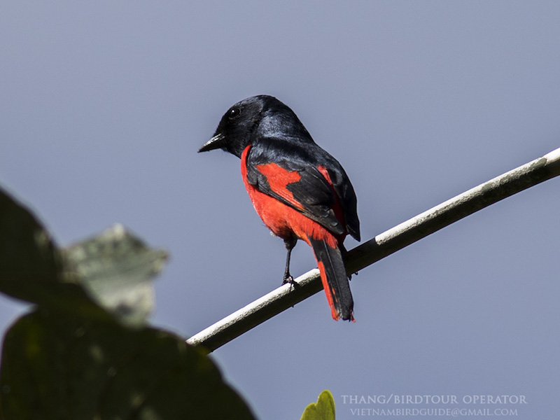 Birds of South East Asia