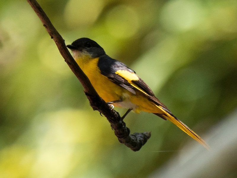 Birds of South East Asia