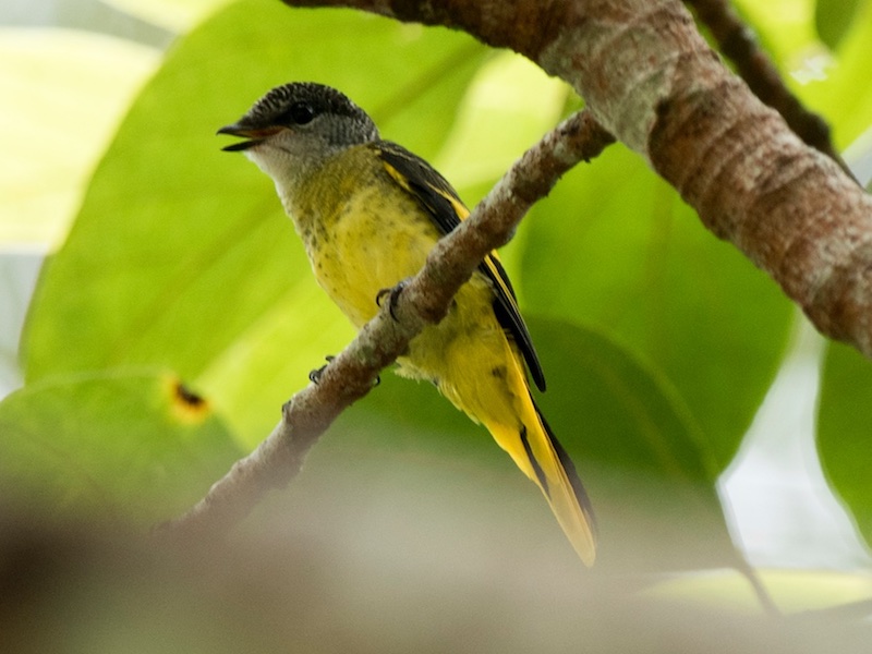 Birds of South East Asia