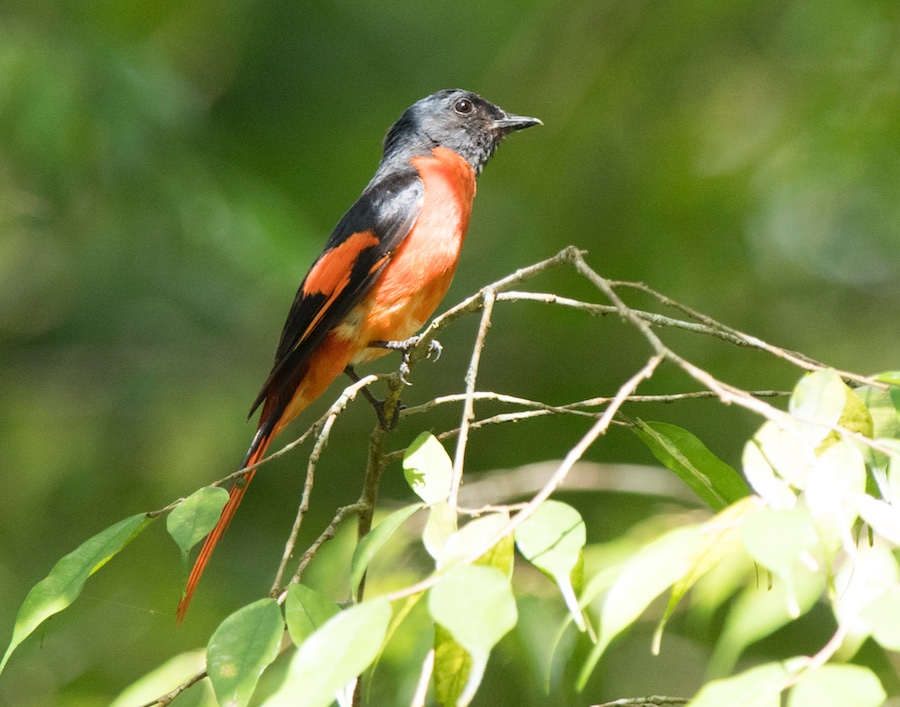 Birds of South East Asia