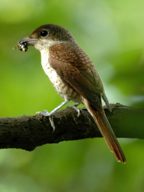 Birds of South East Asia
