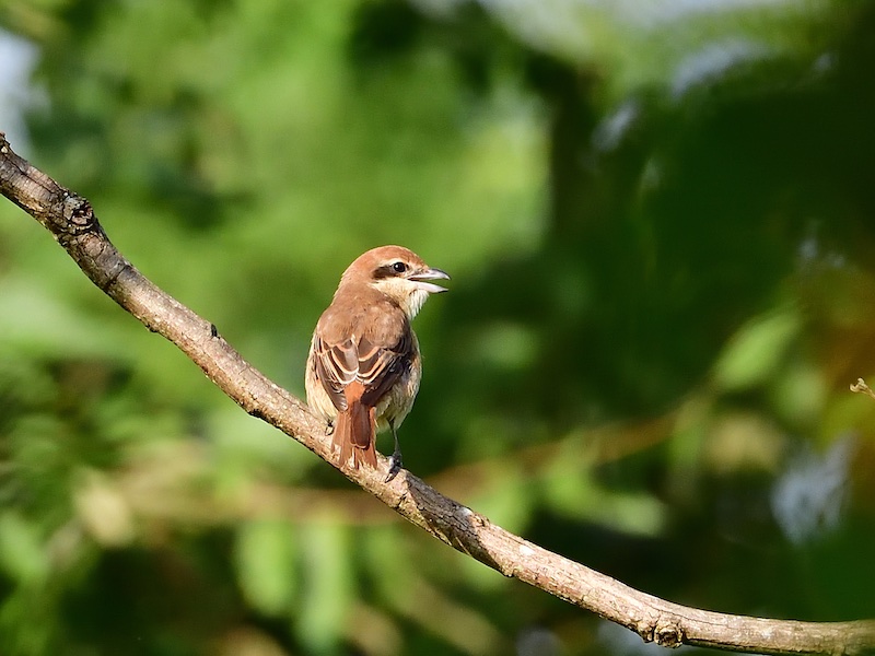 Birds of South East Asia