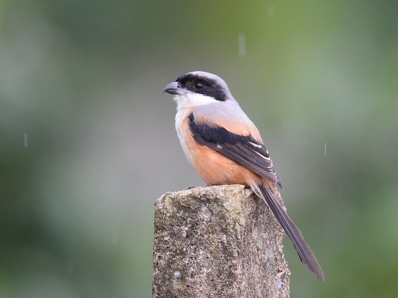 Birds of South East Asia