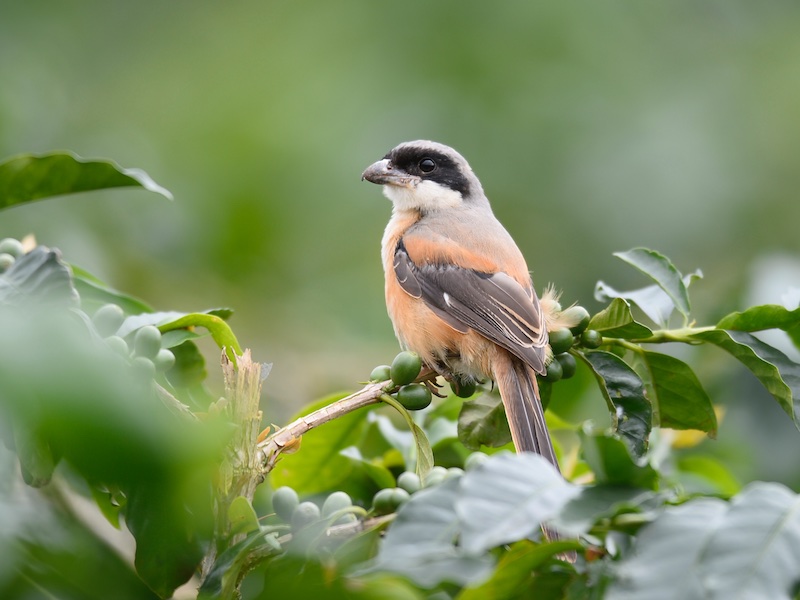 Birds of South East Asia