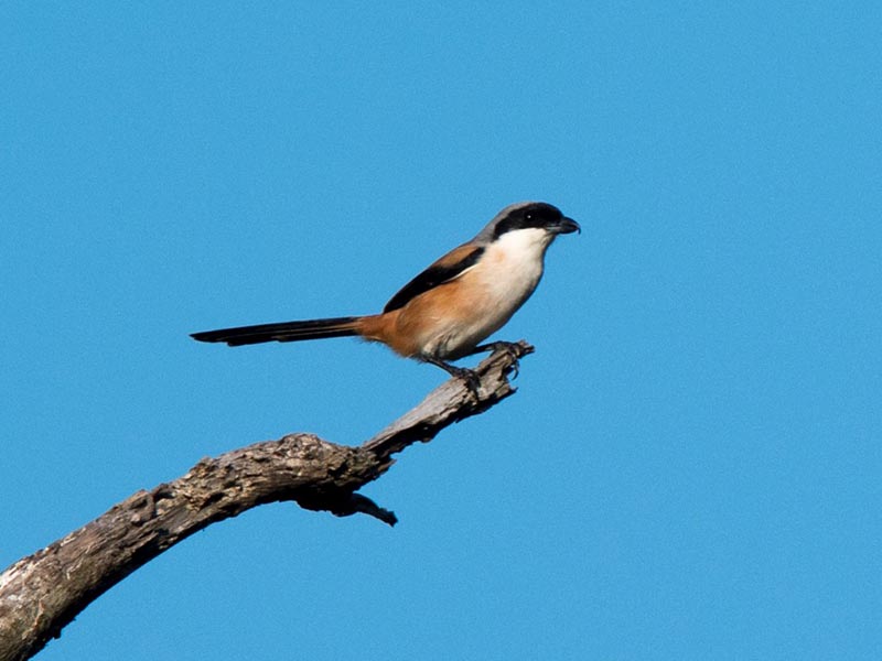 Birds of South East Asia
