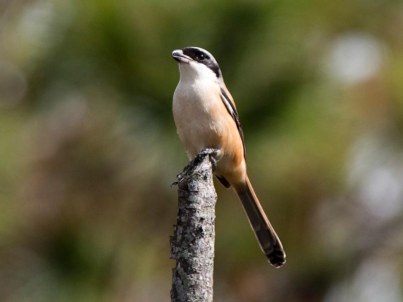 Birds of South East Asia