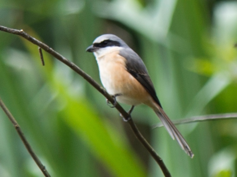 Birds of South East Asia