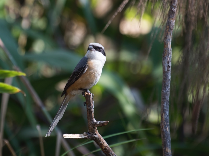 Birds of South East Asia