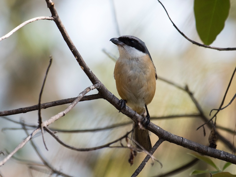 Birds of South East Asia