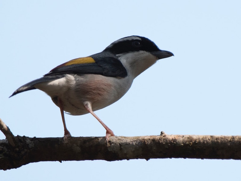 Birds of South East Asia