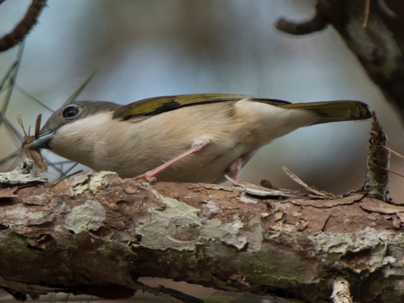 Birds of South East Asia