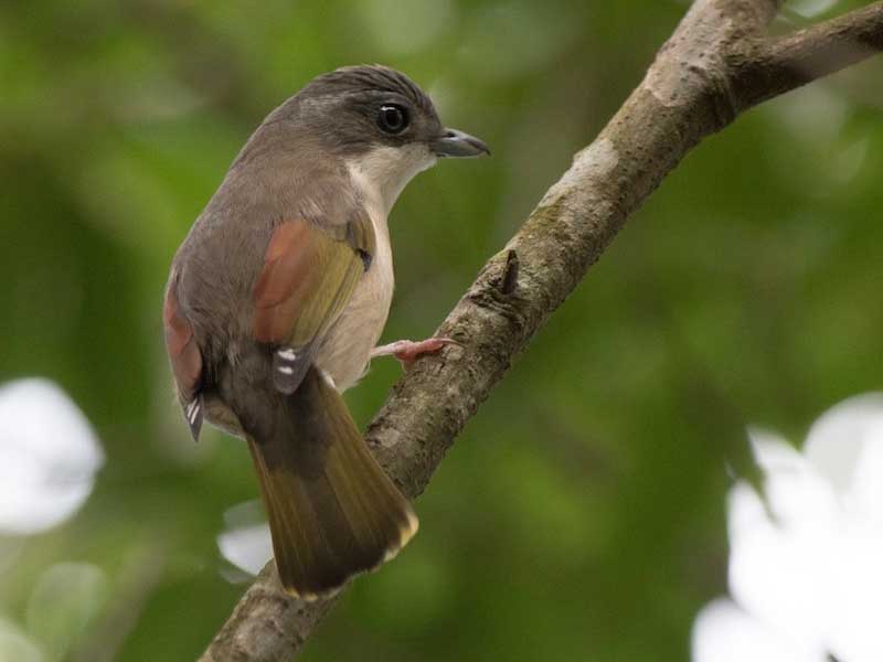 Birds of South East Asia