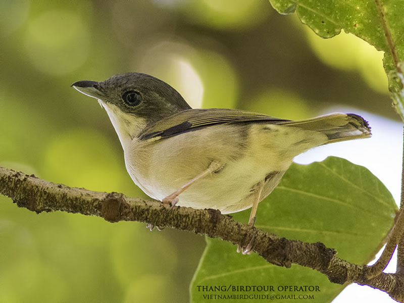 Birds of South East Asia
