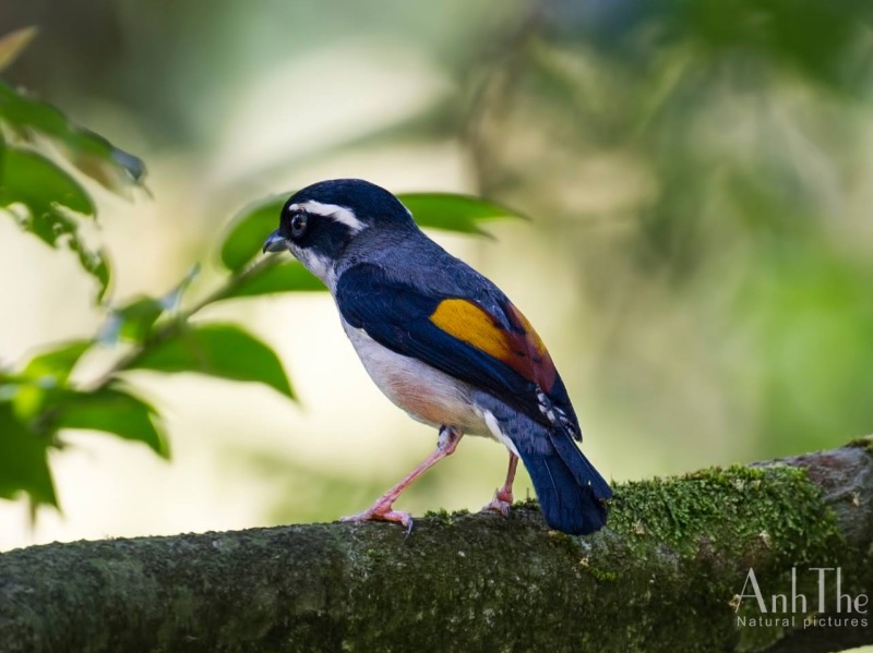 Birds of South East Asia