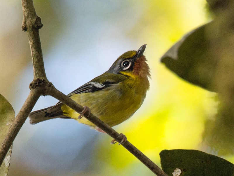 Birds of South East Asia