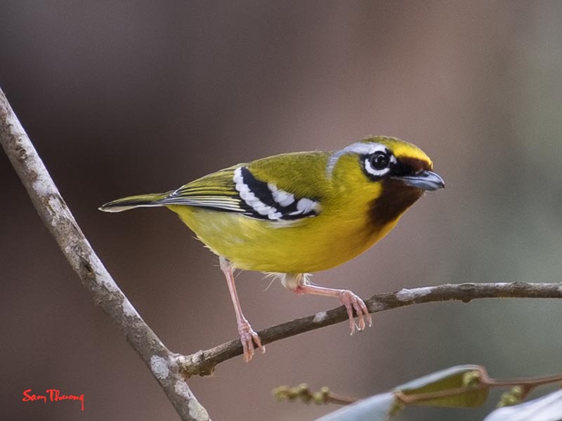 Birds of South East Asia