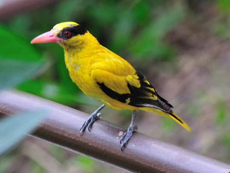 Birds of South East Asia
