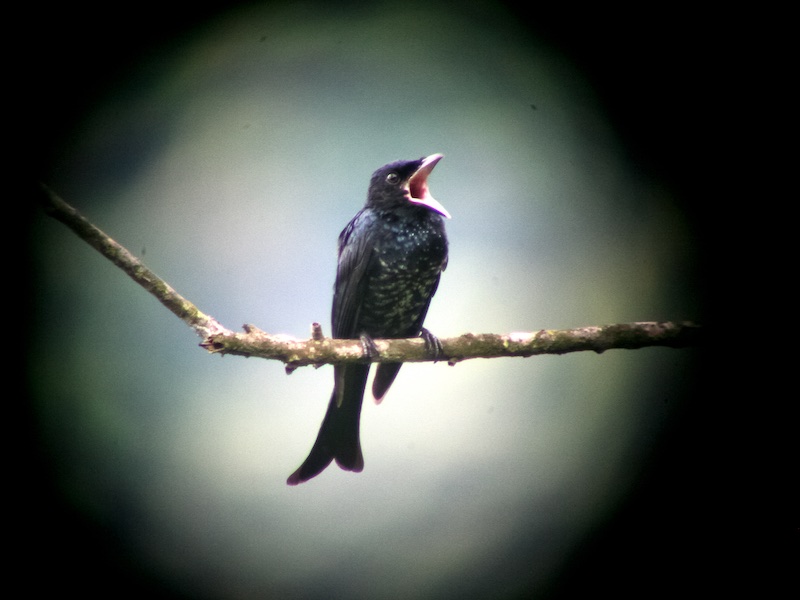 Birds of South East Asia