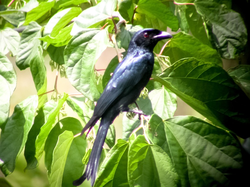 Birds of South East Asia