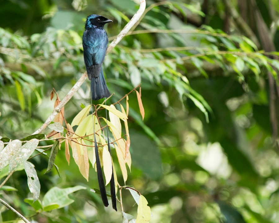 Birds of South East Asia