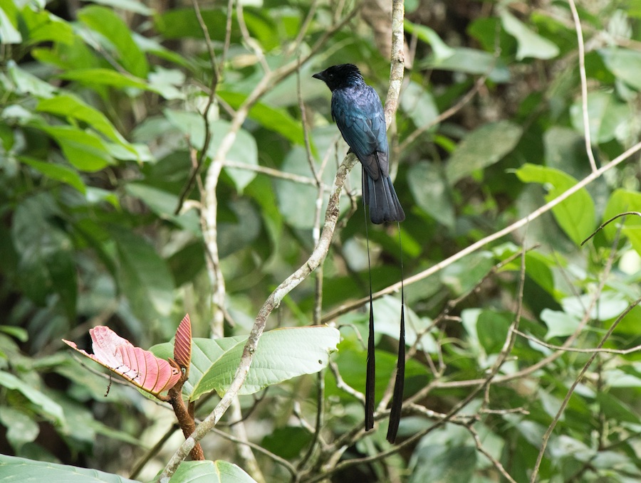 Birds of South East Asia