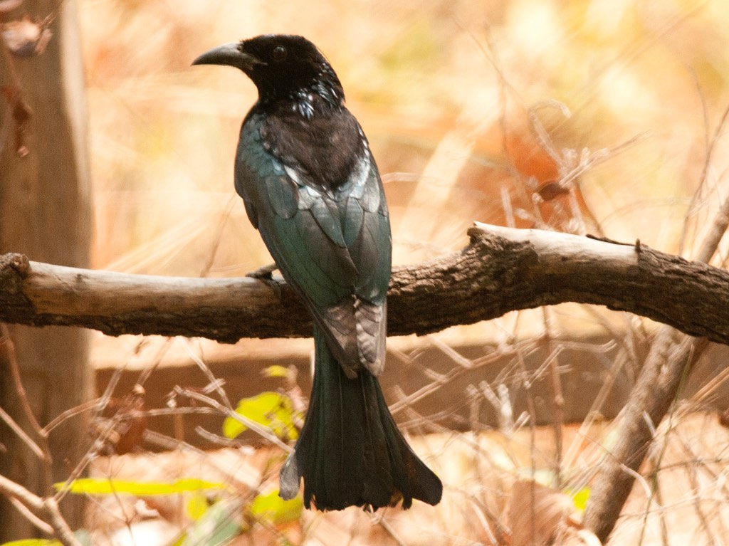 Birds of South East Asia