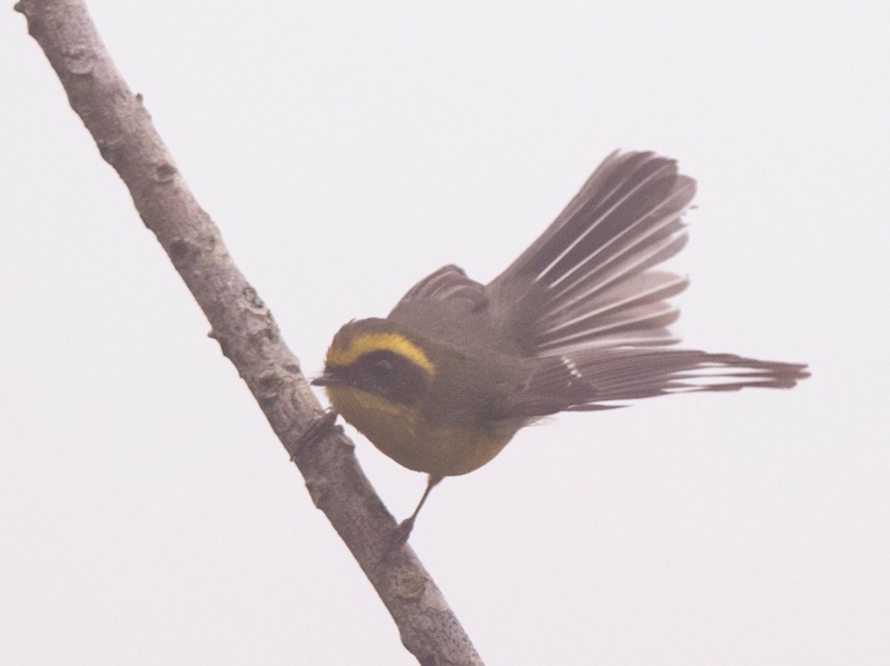 Birds of South East Asia