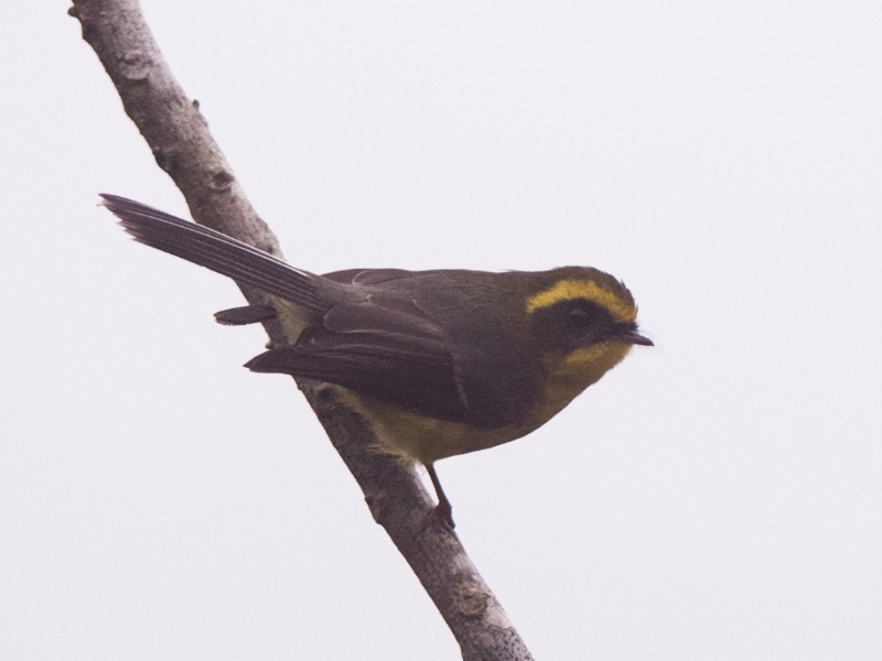 Birds of South East Asia