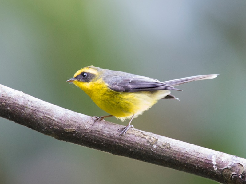 Birds of South East Asia