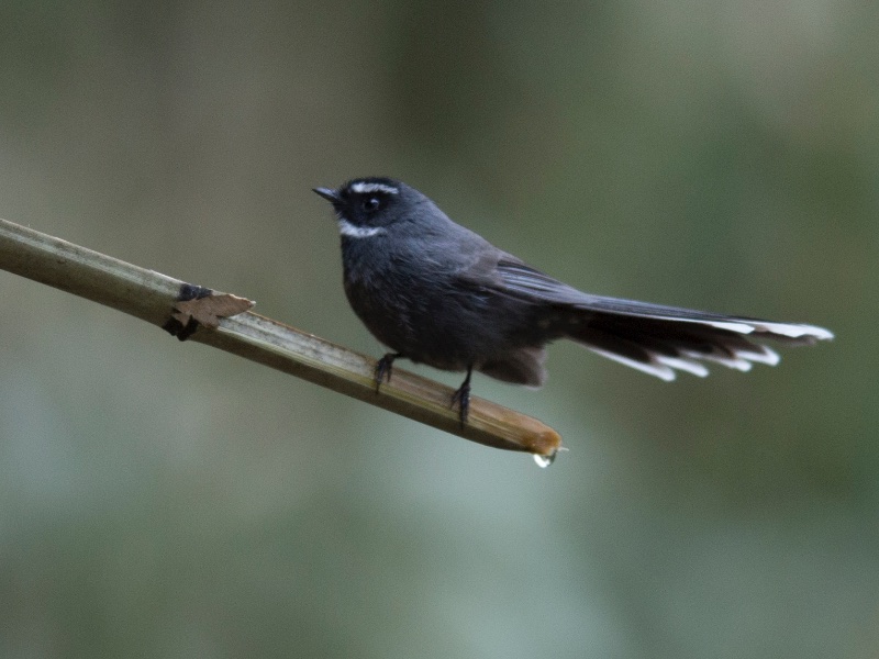 Birds of South East Asia