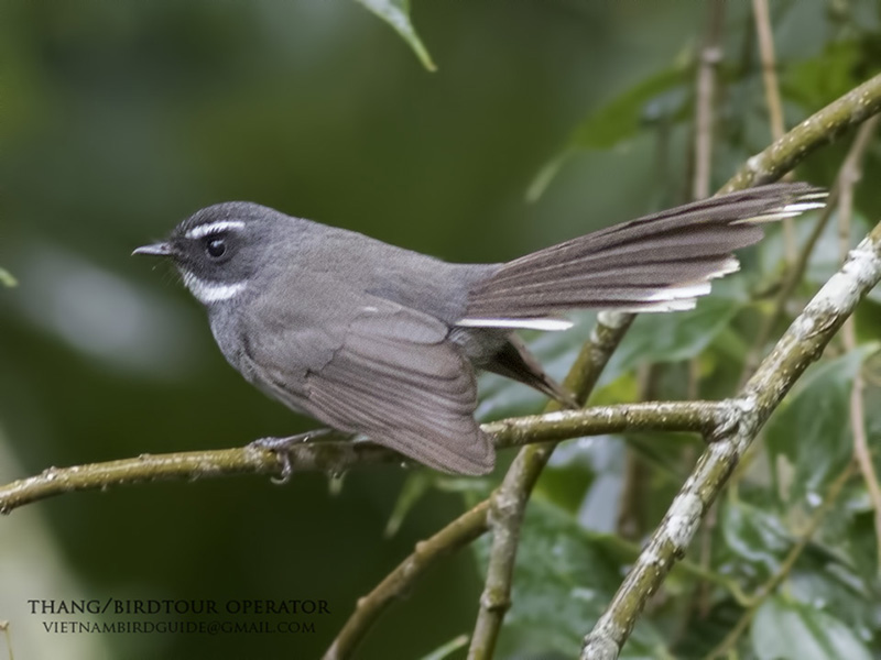Birds of South East Asia