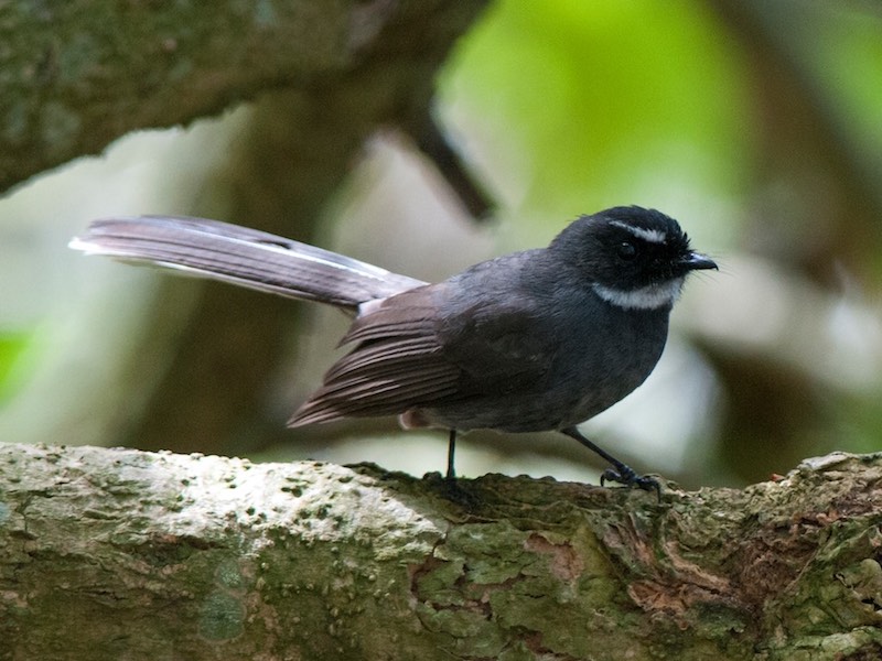 Birds of South East Asia