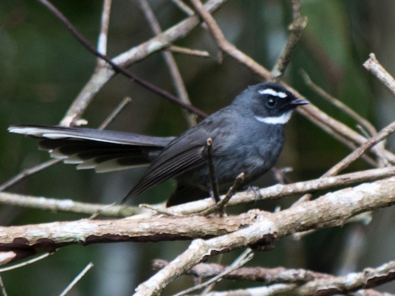 Birds of South East Asia