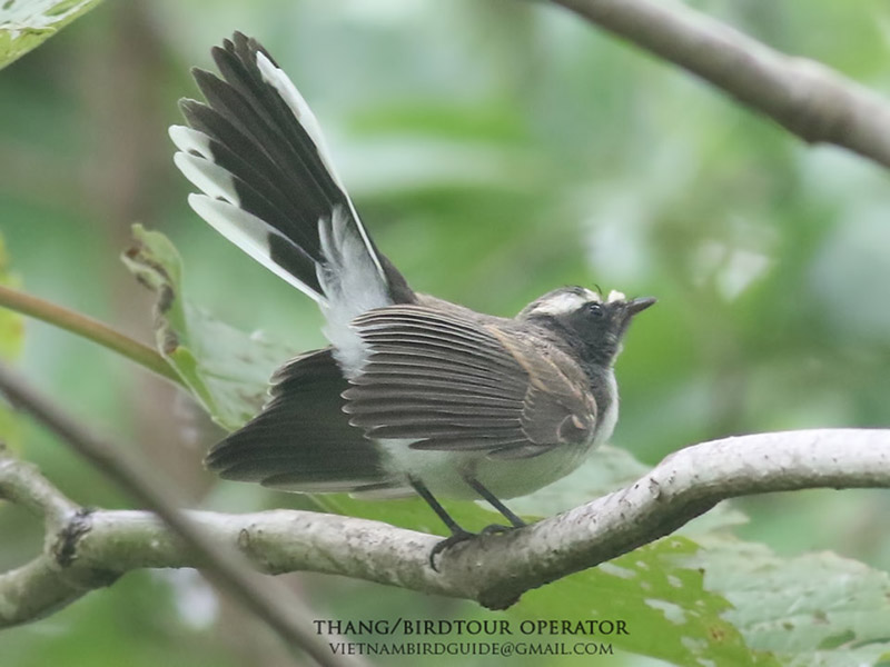 Birds of South East Asia