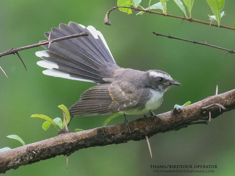 Birds of South East Asia
