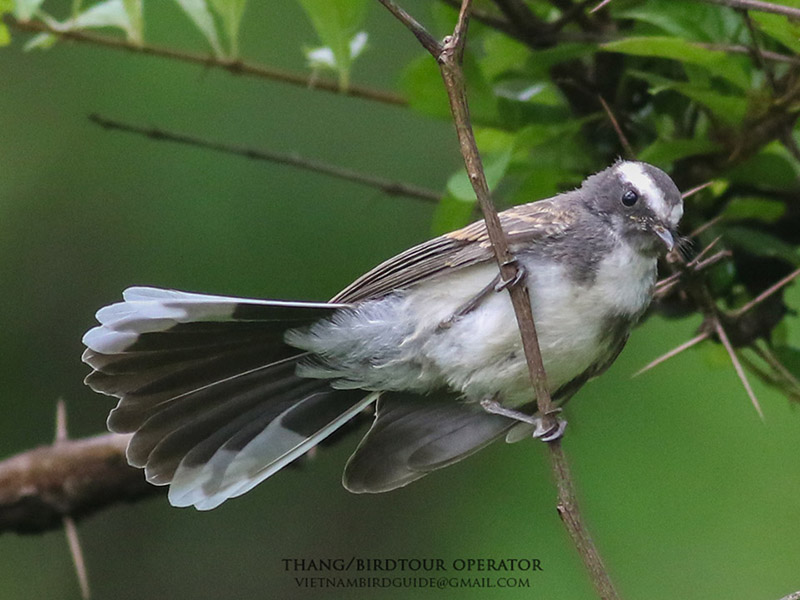 Birds of South East Asia