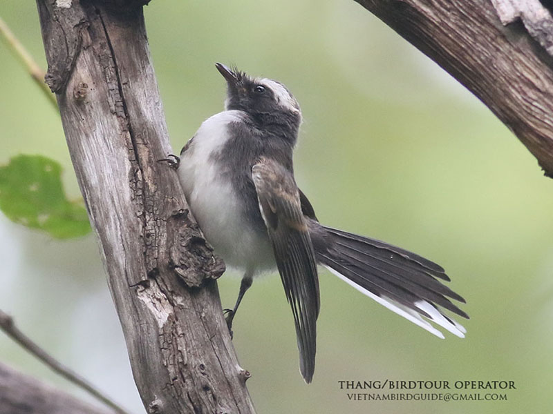 Birds of South East Asia