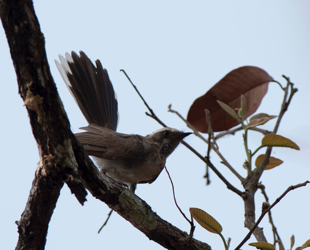 Birds of South East Asia