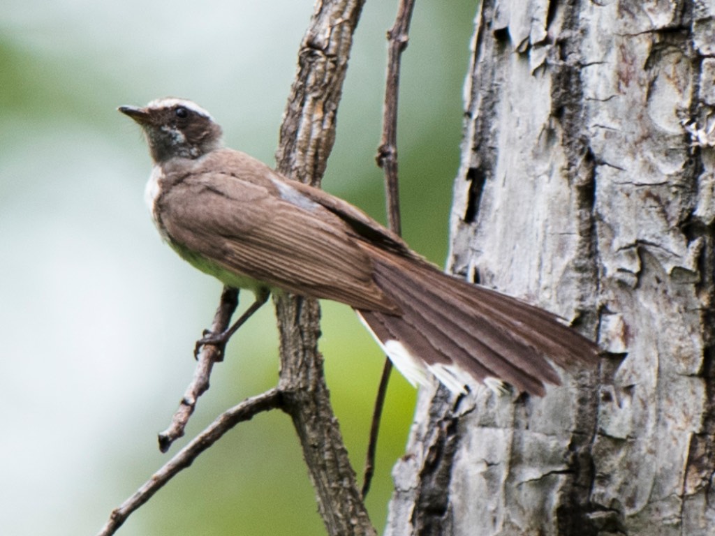 Birds of South East Asia