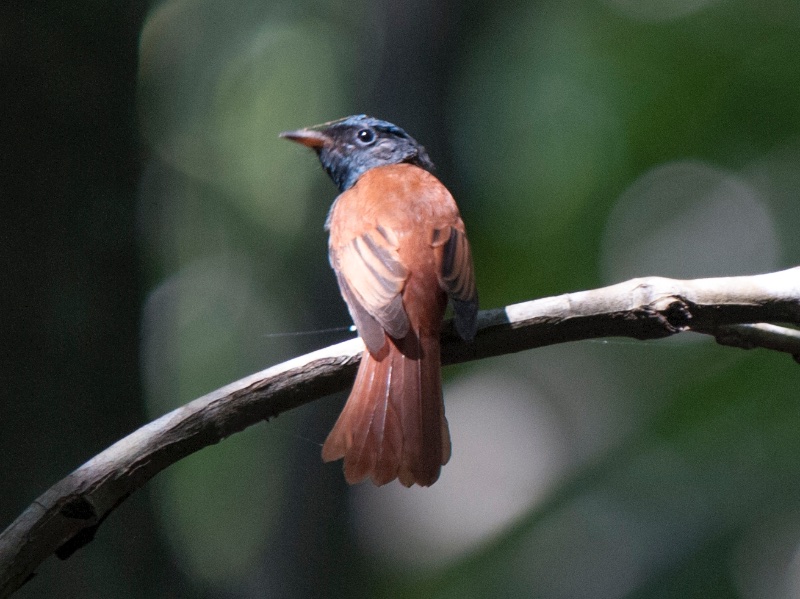 Birds of South East Asia