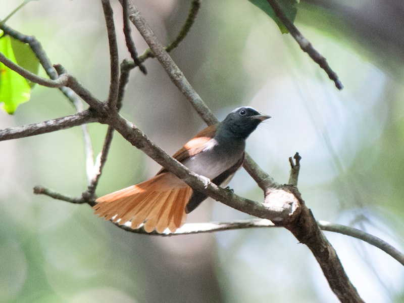 Birds of South East Asia