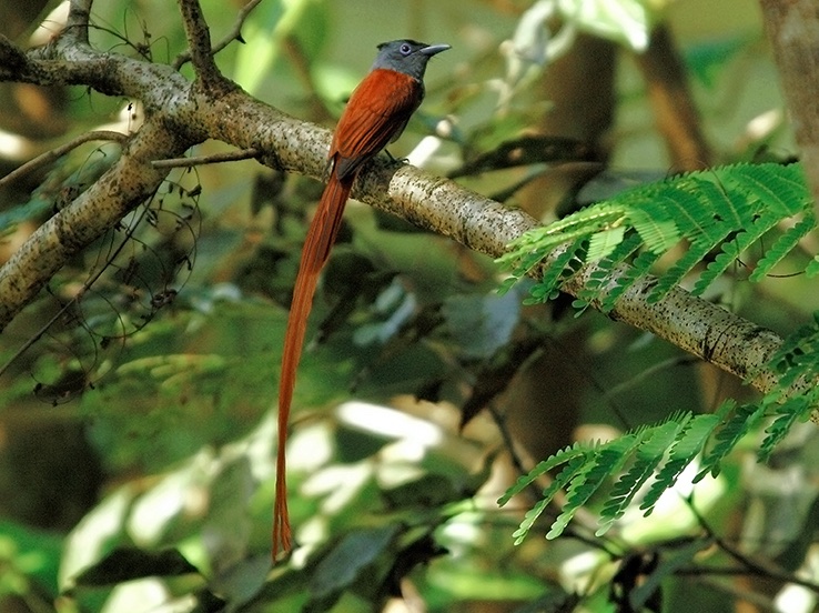 Birds of South East Asia