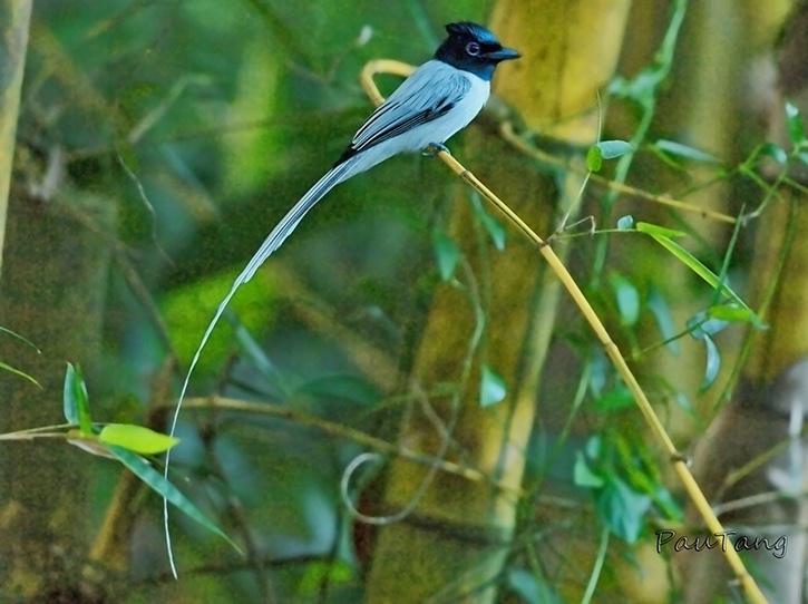 Birds of South East Asia
