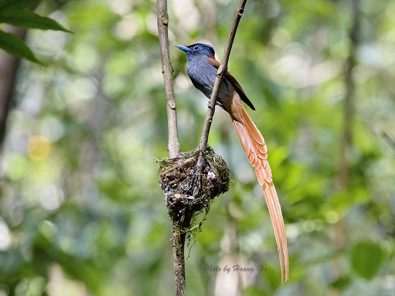 Birds of South East Asia
