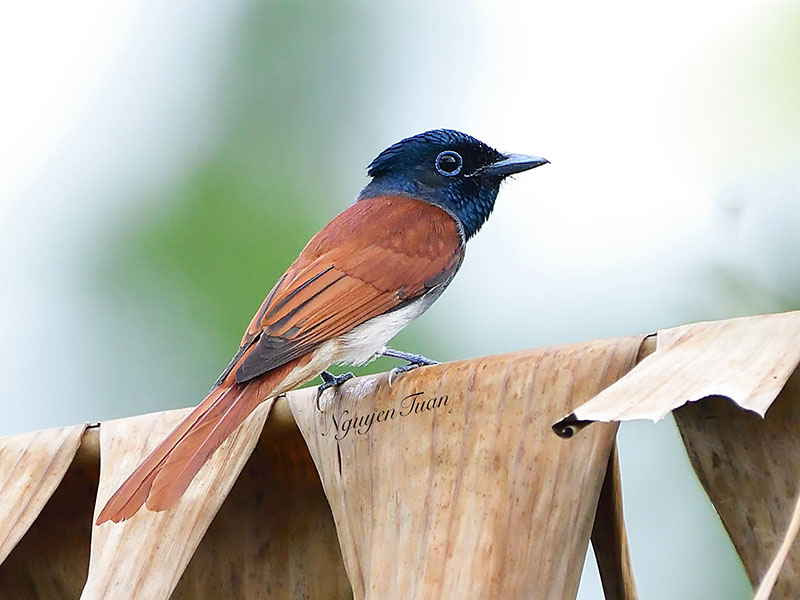 Birds of South East Asia