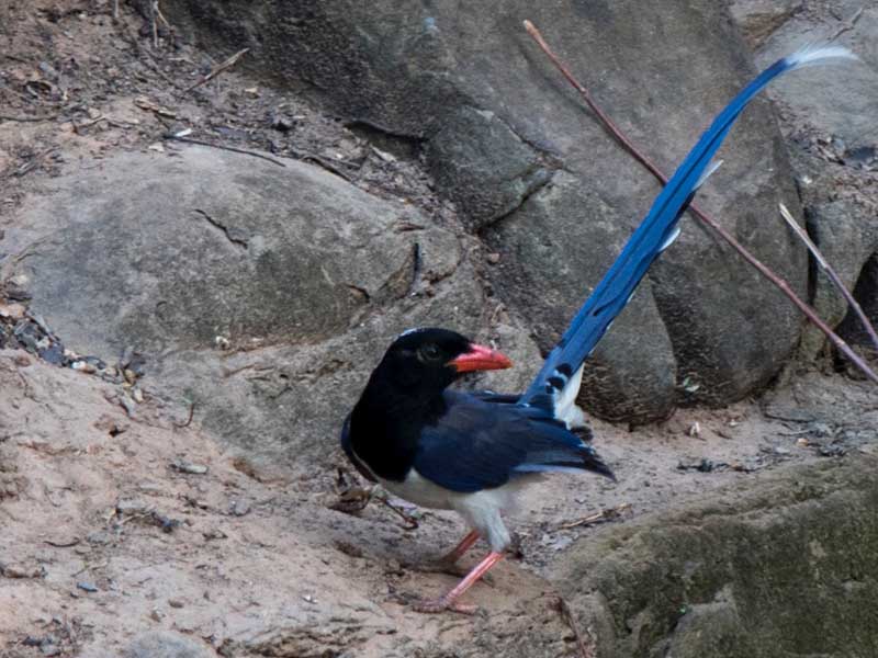 Birds of South East Asia